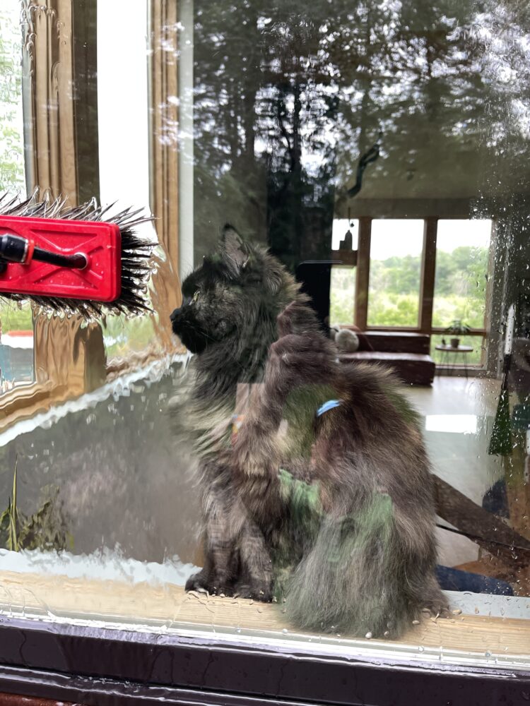 window cleaning window cleaning